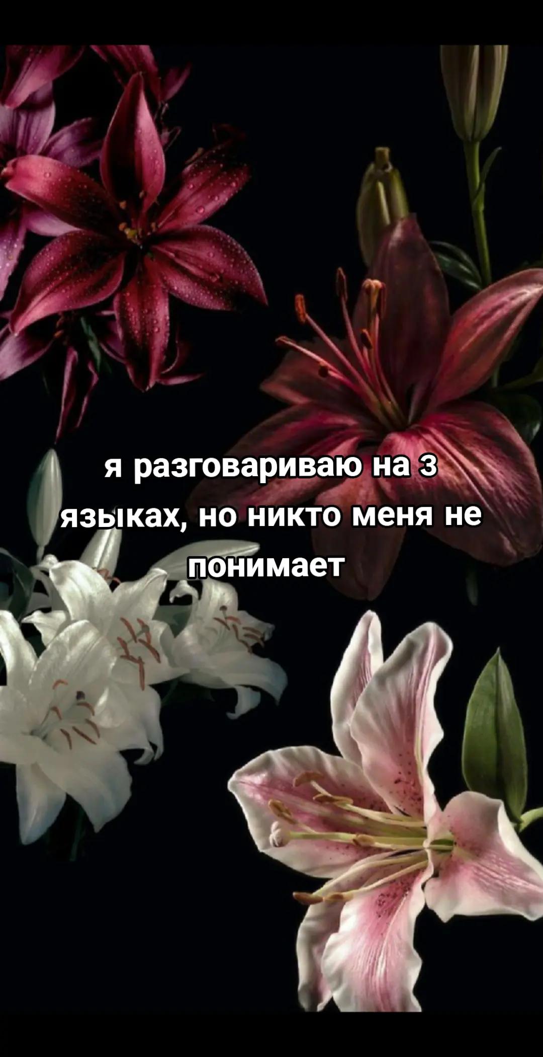@improvel