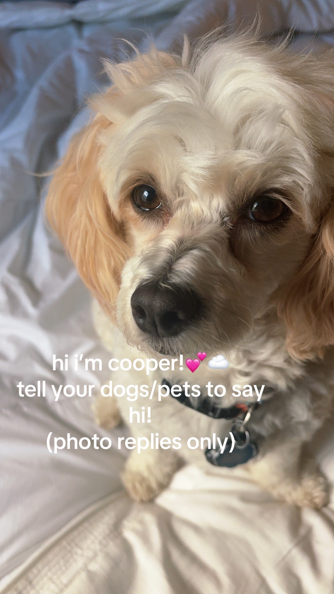 @Silly.dog.cooper