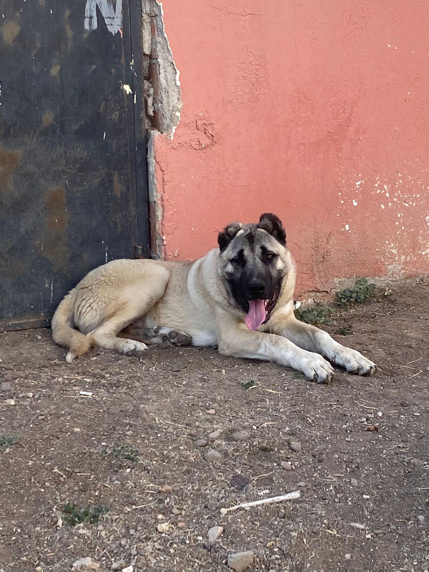 @Sadık Makascı