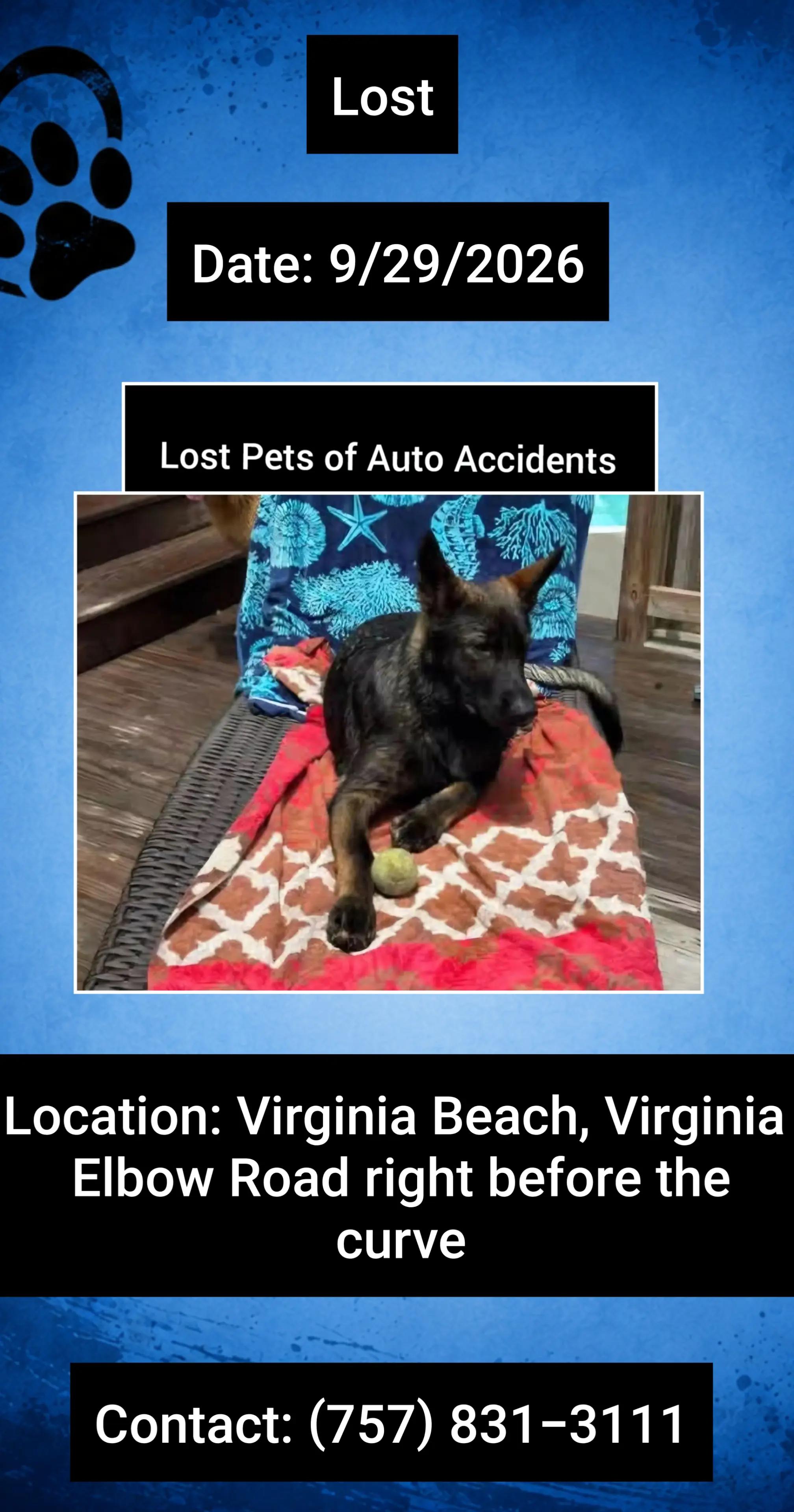 @Lost Pets of Auto Accidents