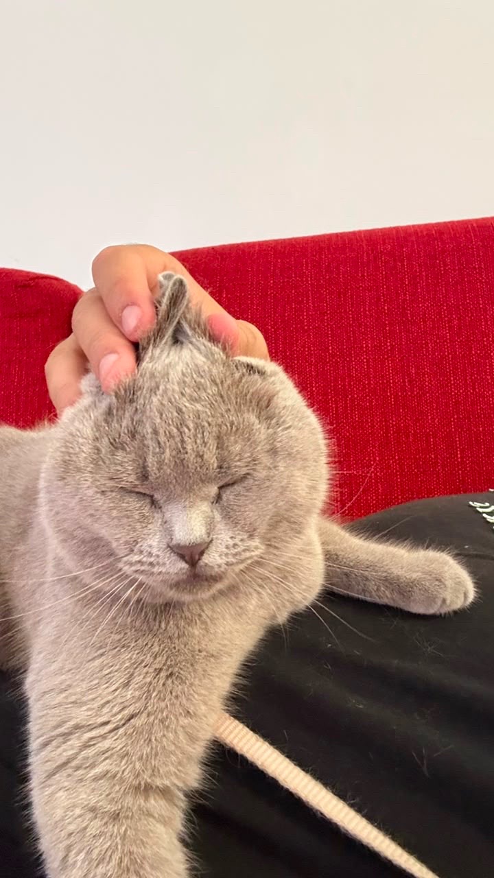 @matchaathecat