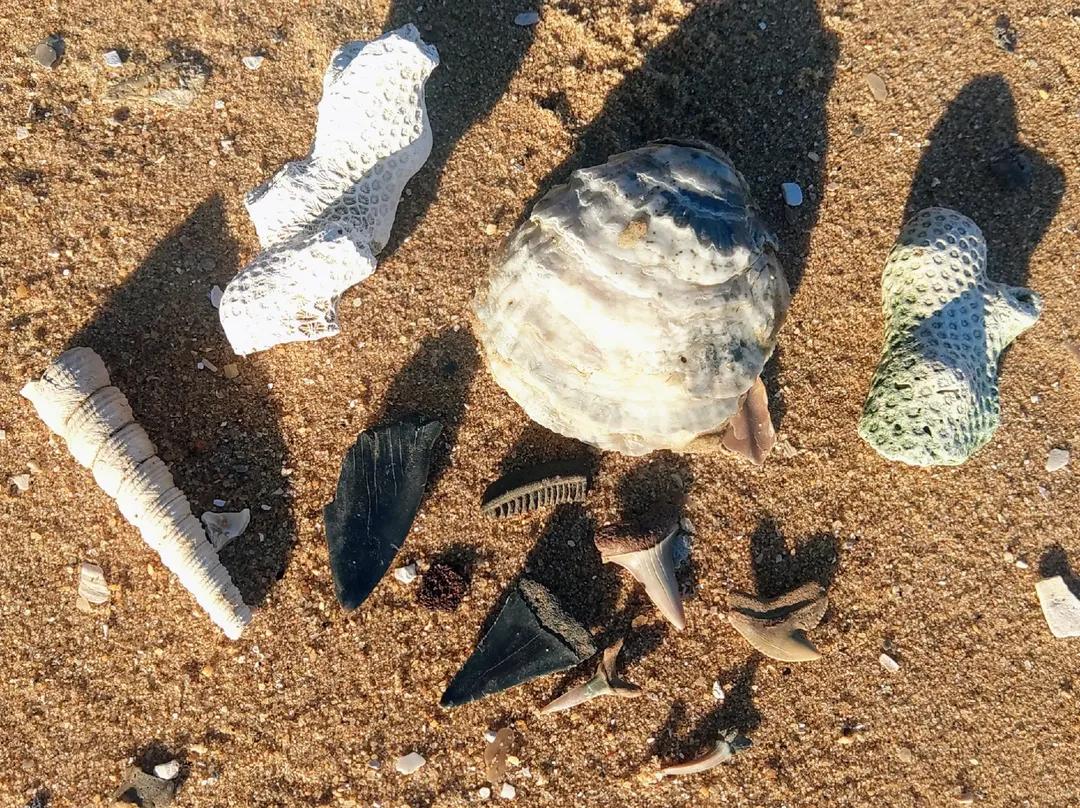 @Fossil Apostle 🦈
