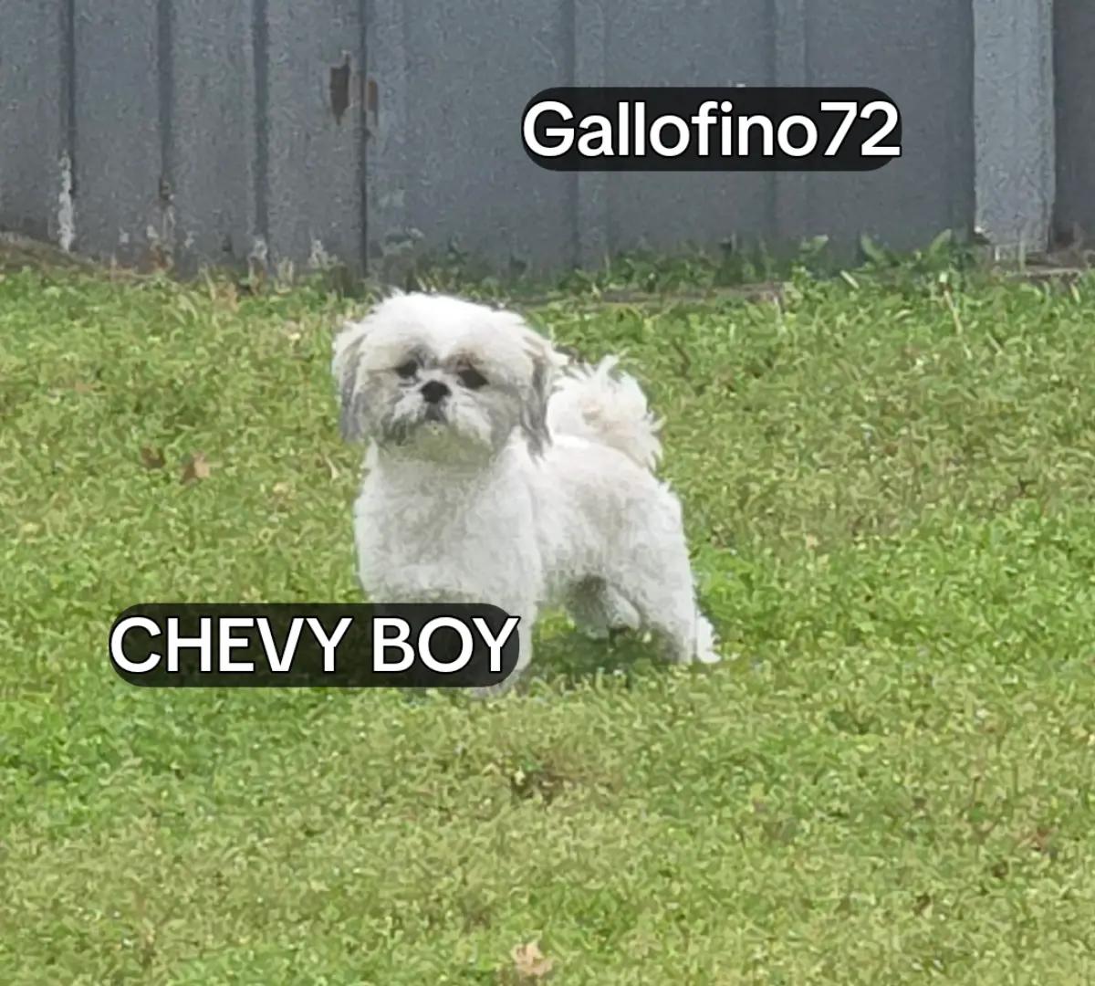 @ElGalloFino