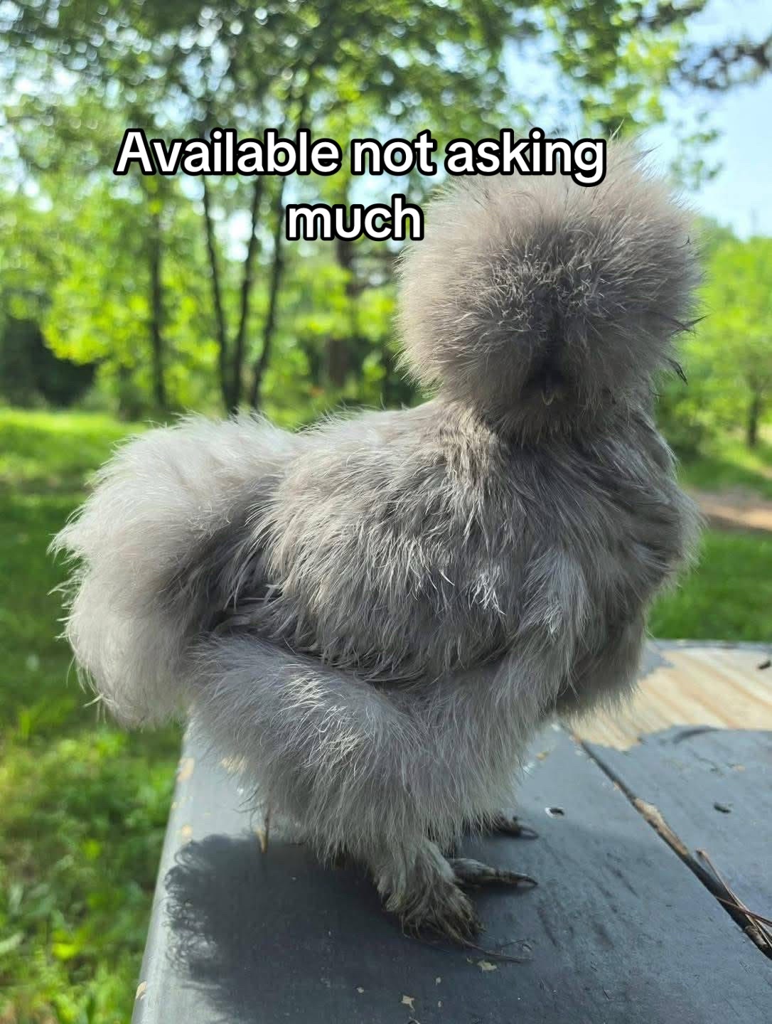@Matthew’s Feathered Farm