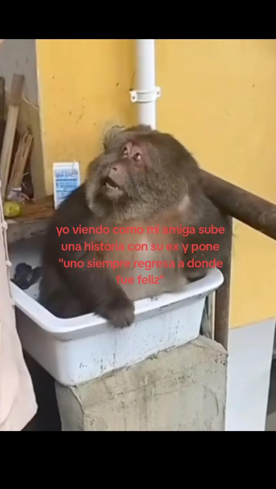 @alison