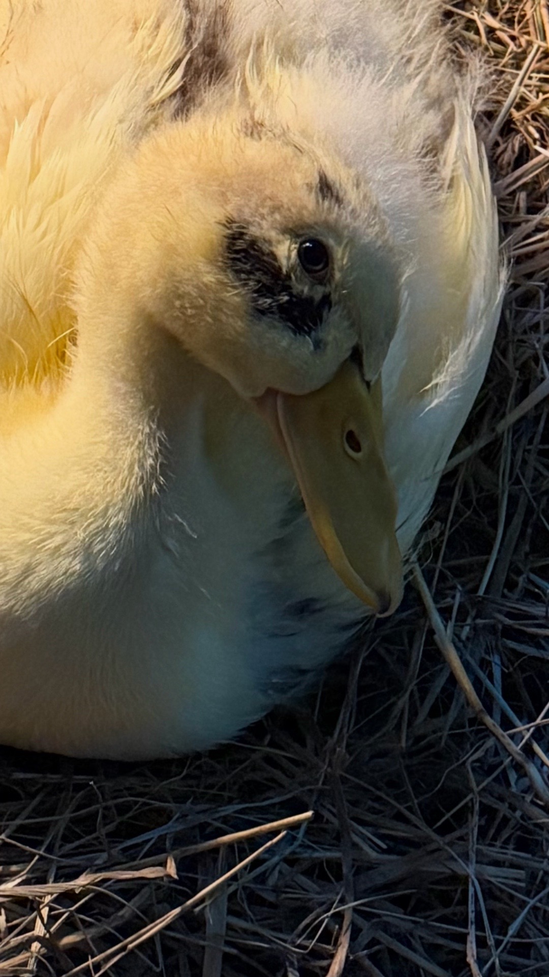 @Cluck and Waddle Farm Rescue