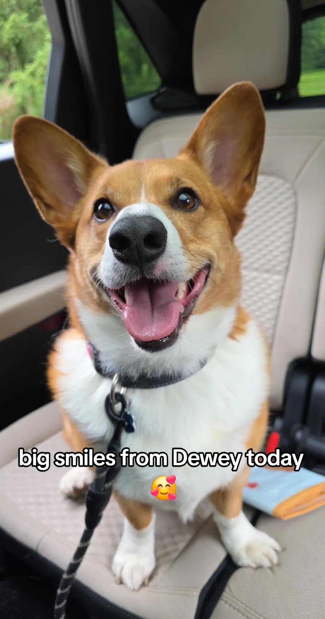 @Chelsea | Corgi Mom 🐾