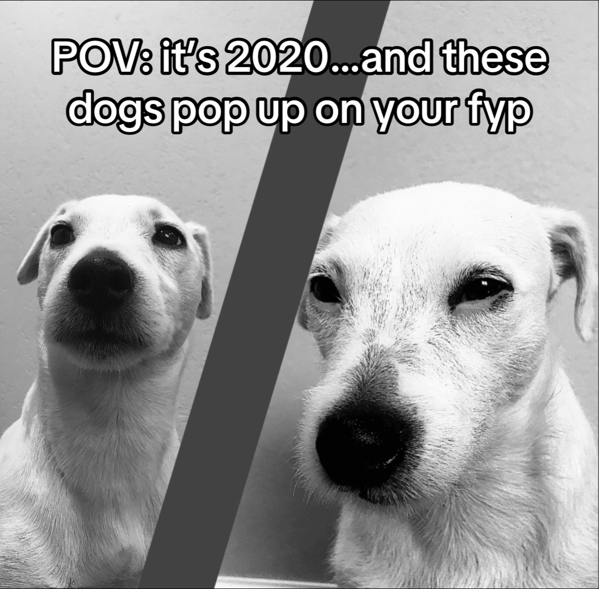 @A dog and his owner