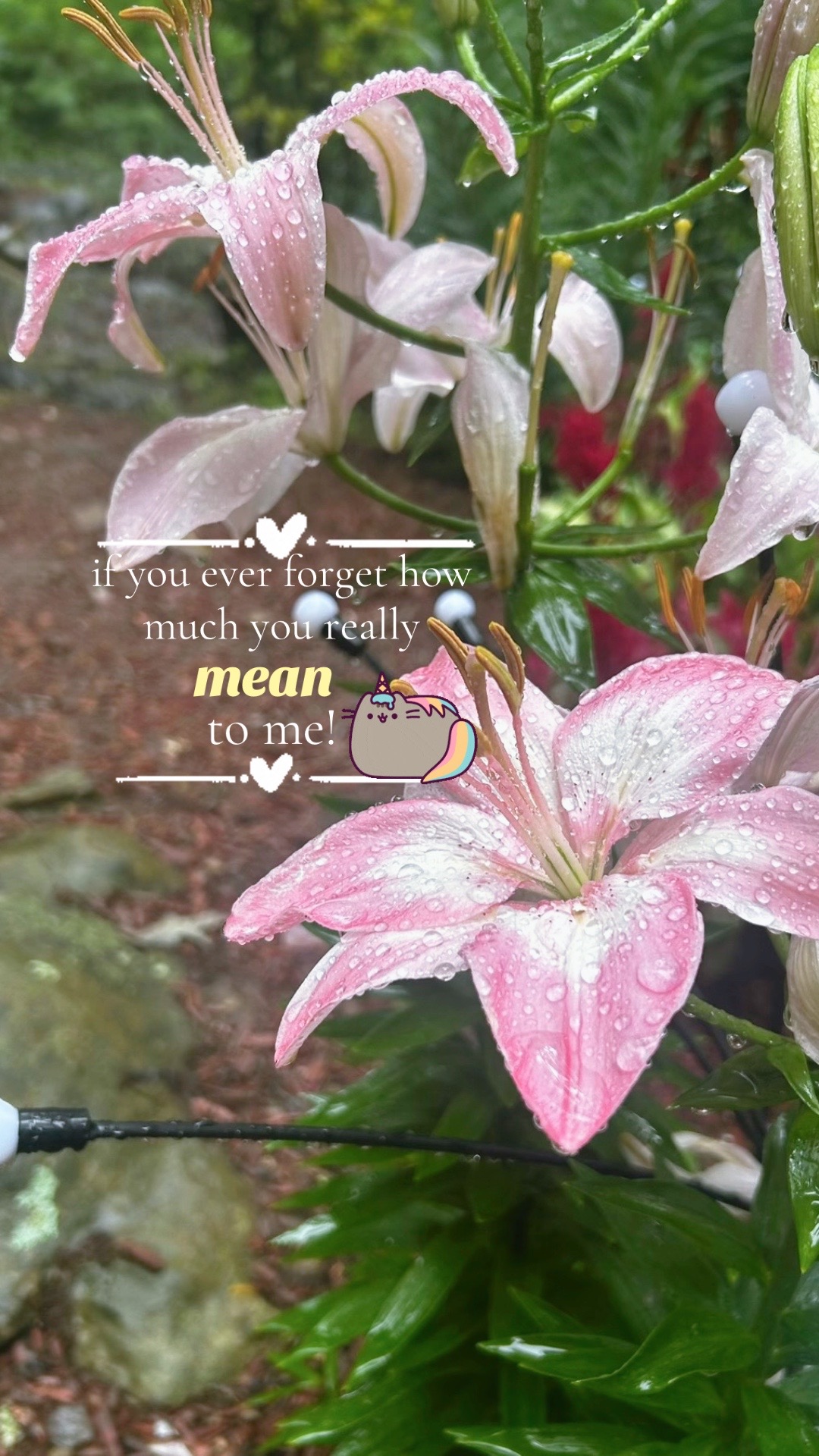 @𝓂𝑒𝑔𝓊𝓂𝒾𝒻𝓊𝓈𝒽𝒾𝑔𝓊𝓇𝑜