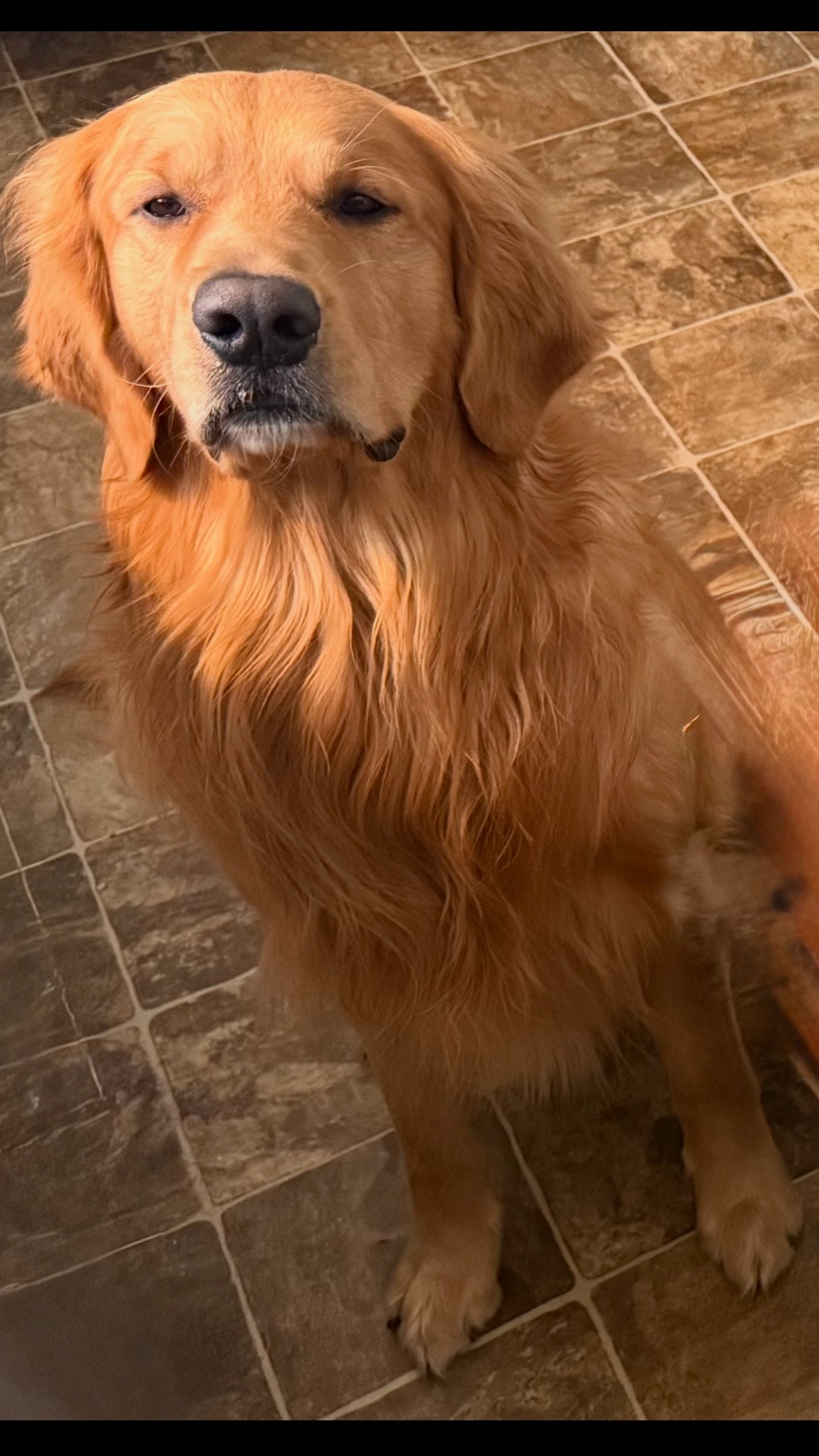 @Sages Goldens