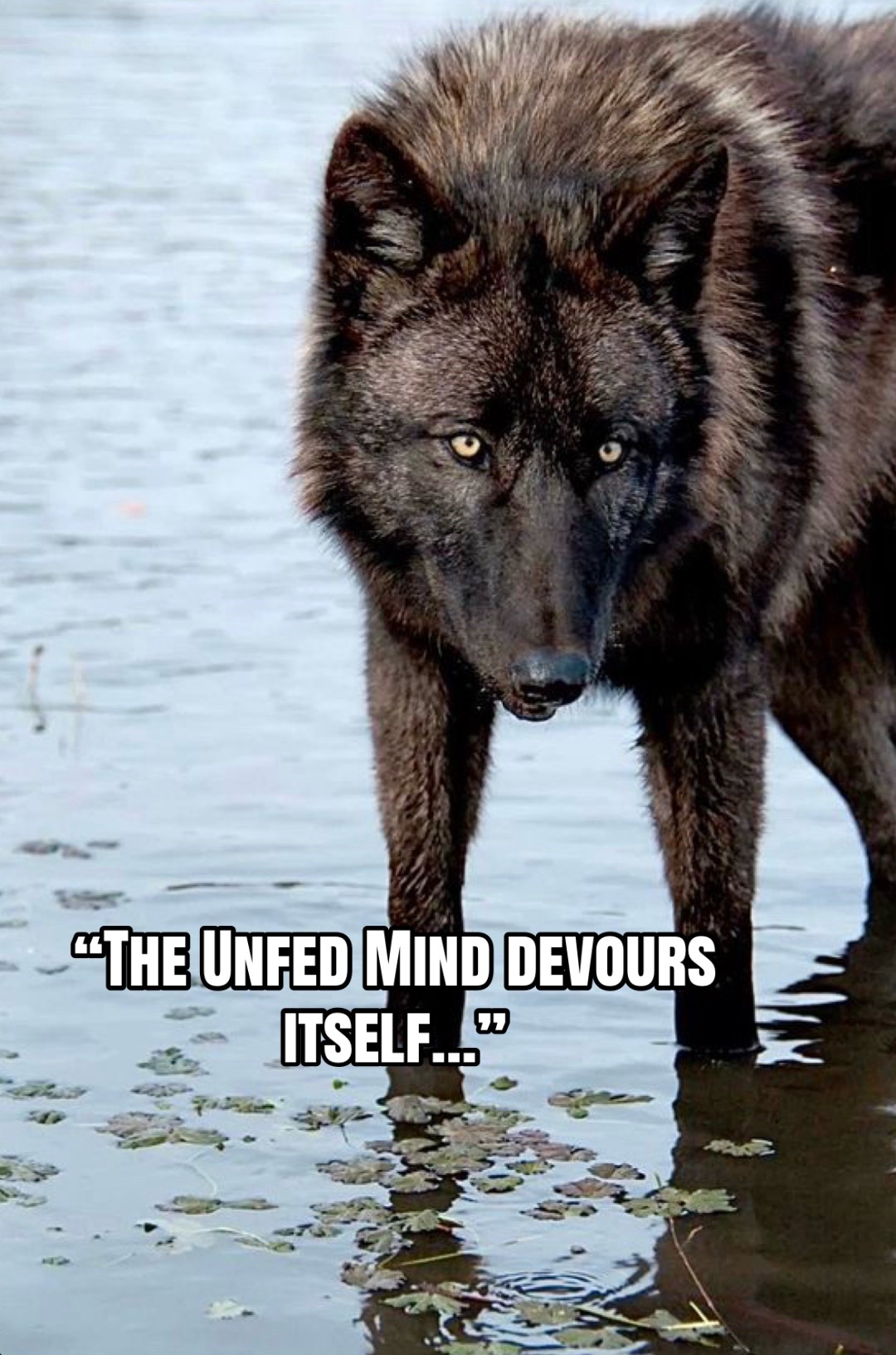 @🪬Conscious_LoneWolf🐺