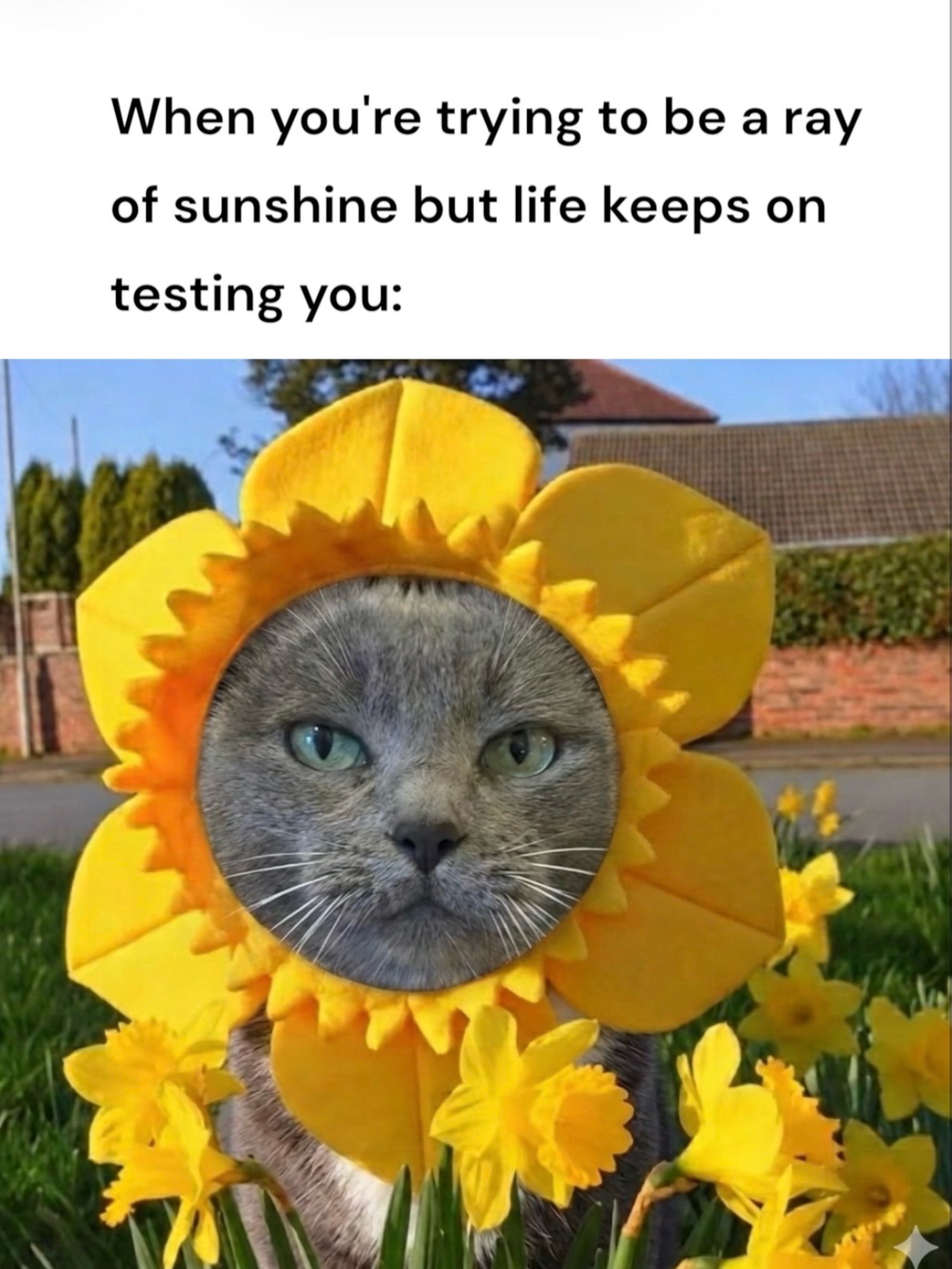 @purrfectinfluencer
