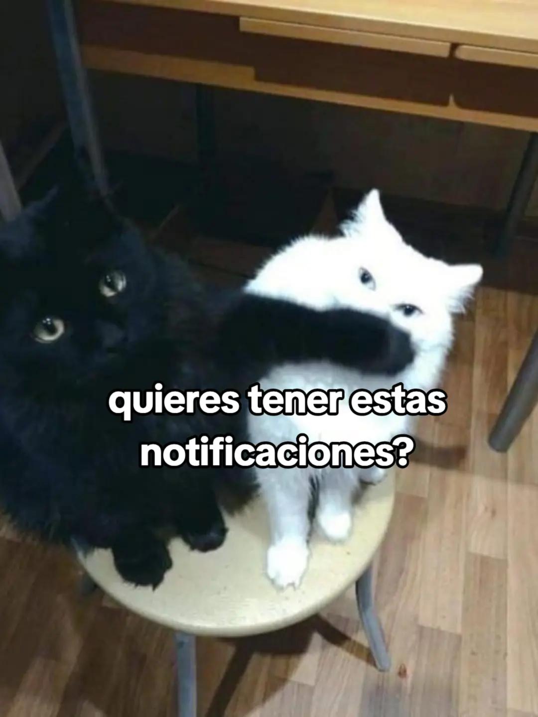 @🦇