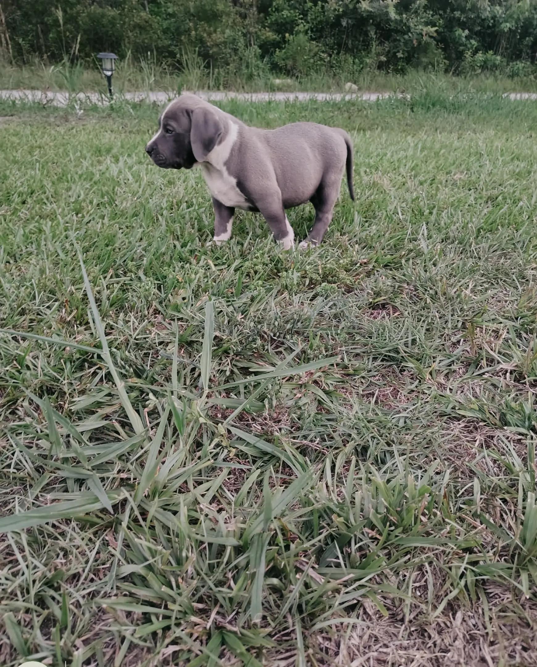@HACHIKO LINE Bully Kennel