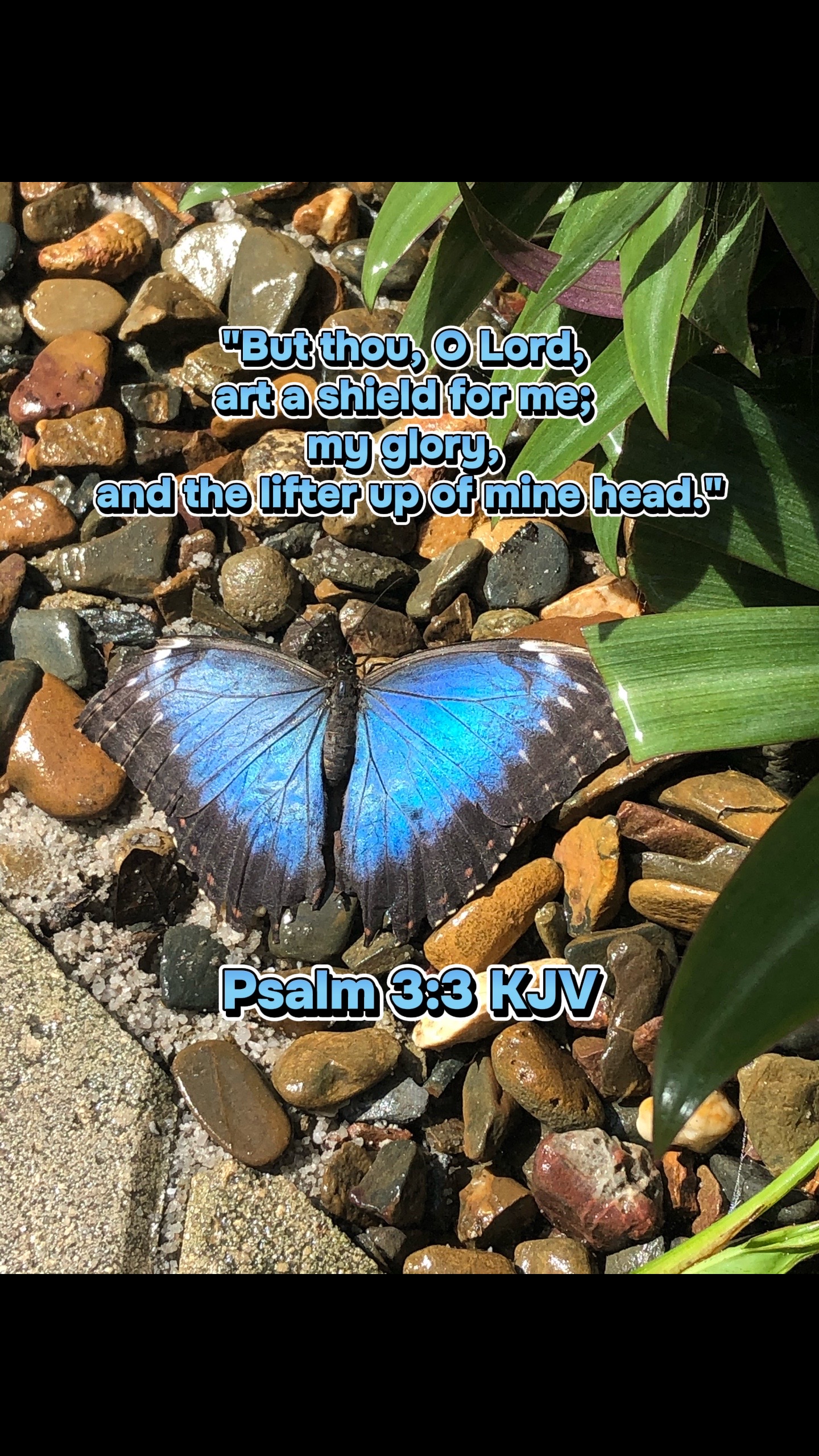 @BoredBookworm 📚✝️