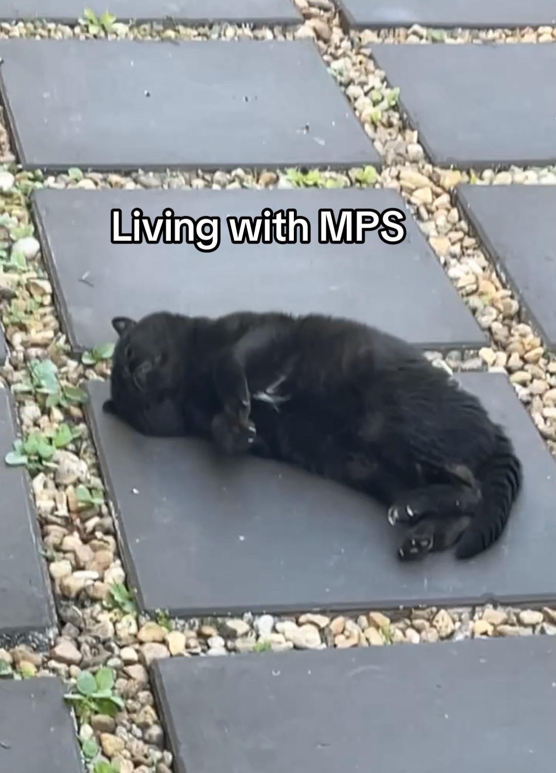 @Meow Meow