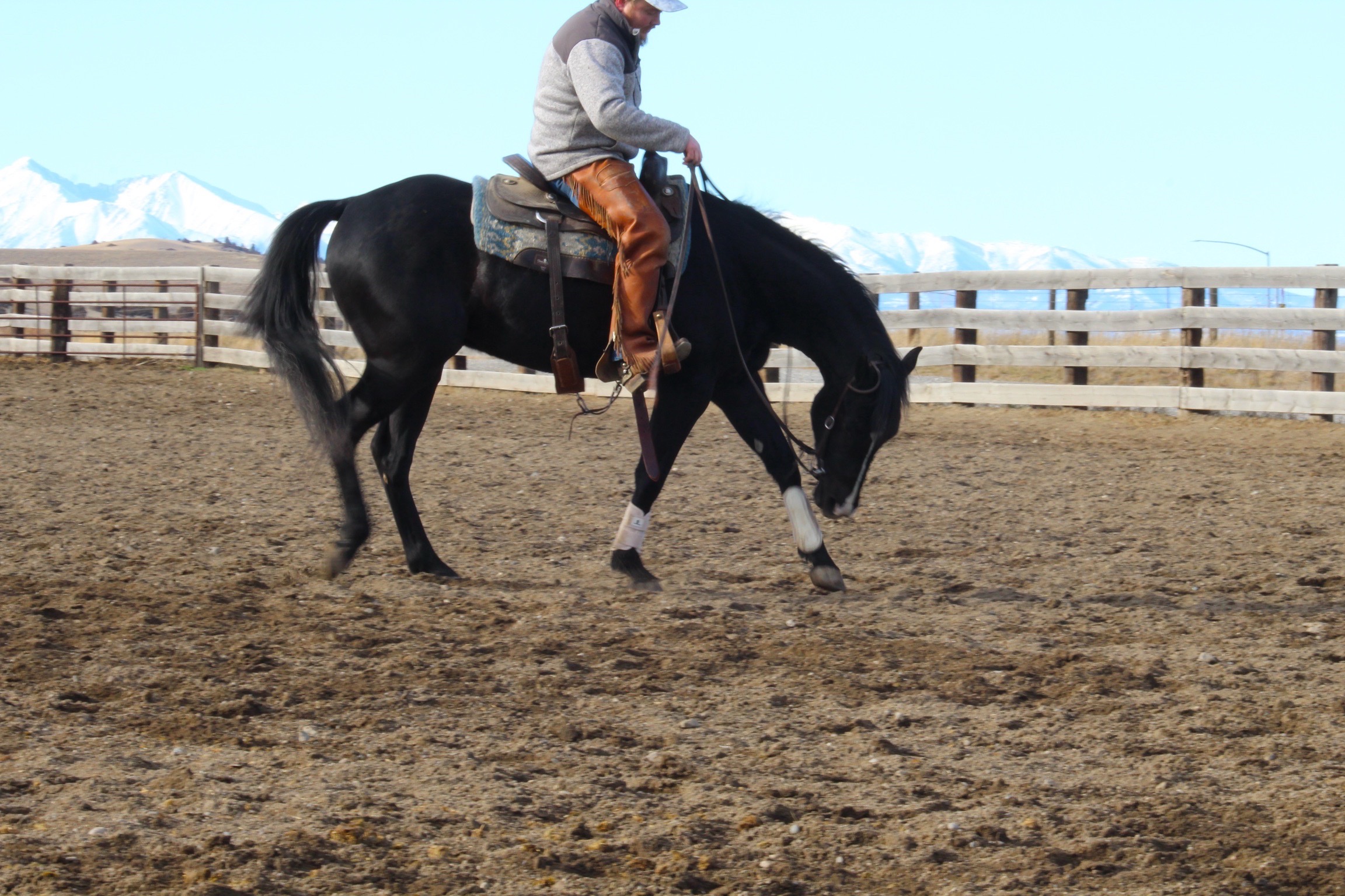 @Big Sky Horse Sales