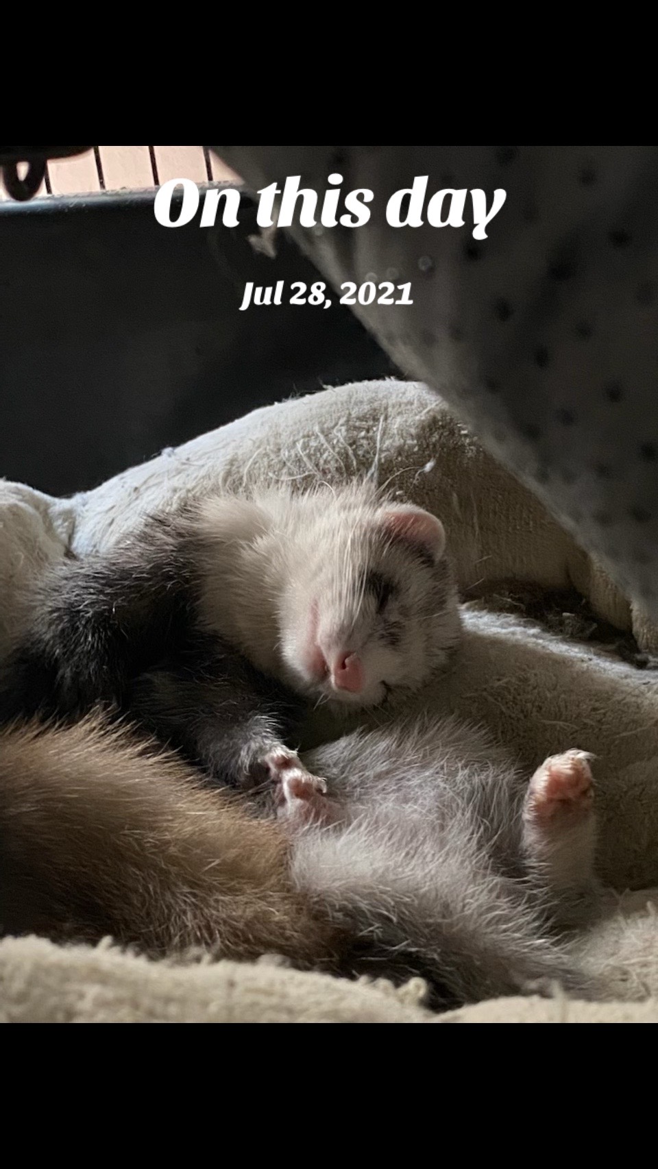 @Harris Pets & Vettes