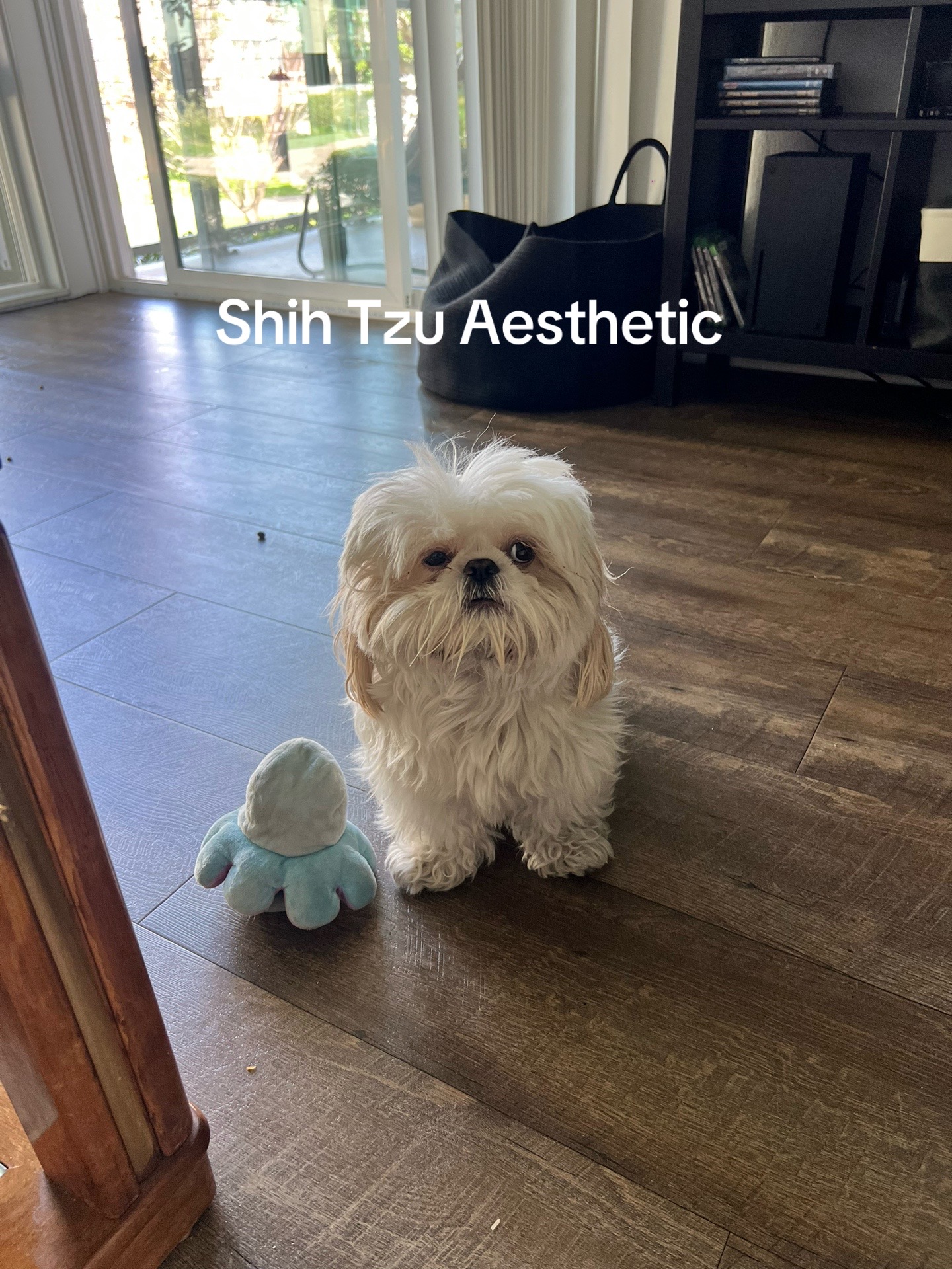 @Hugh the Shih Tzu