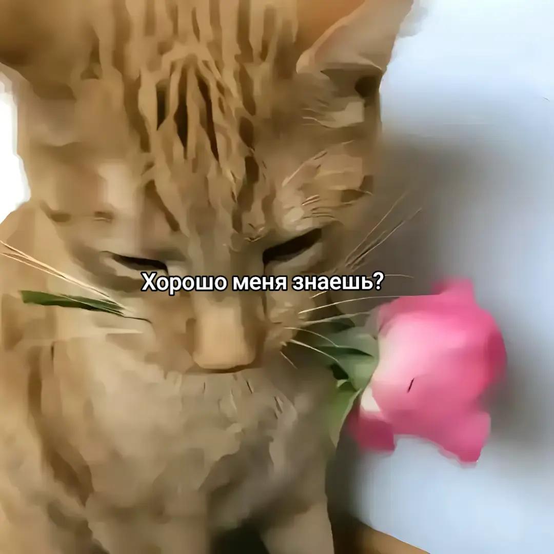 @Гогого