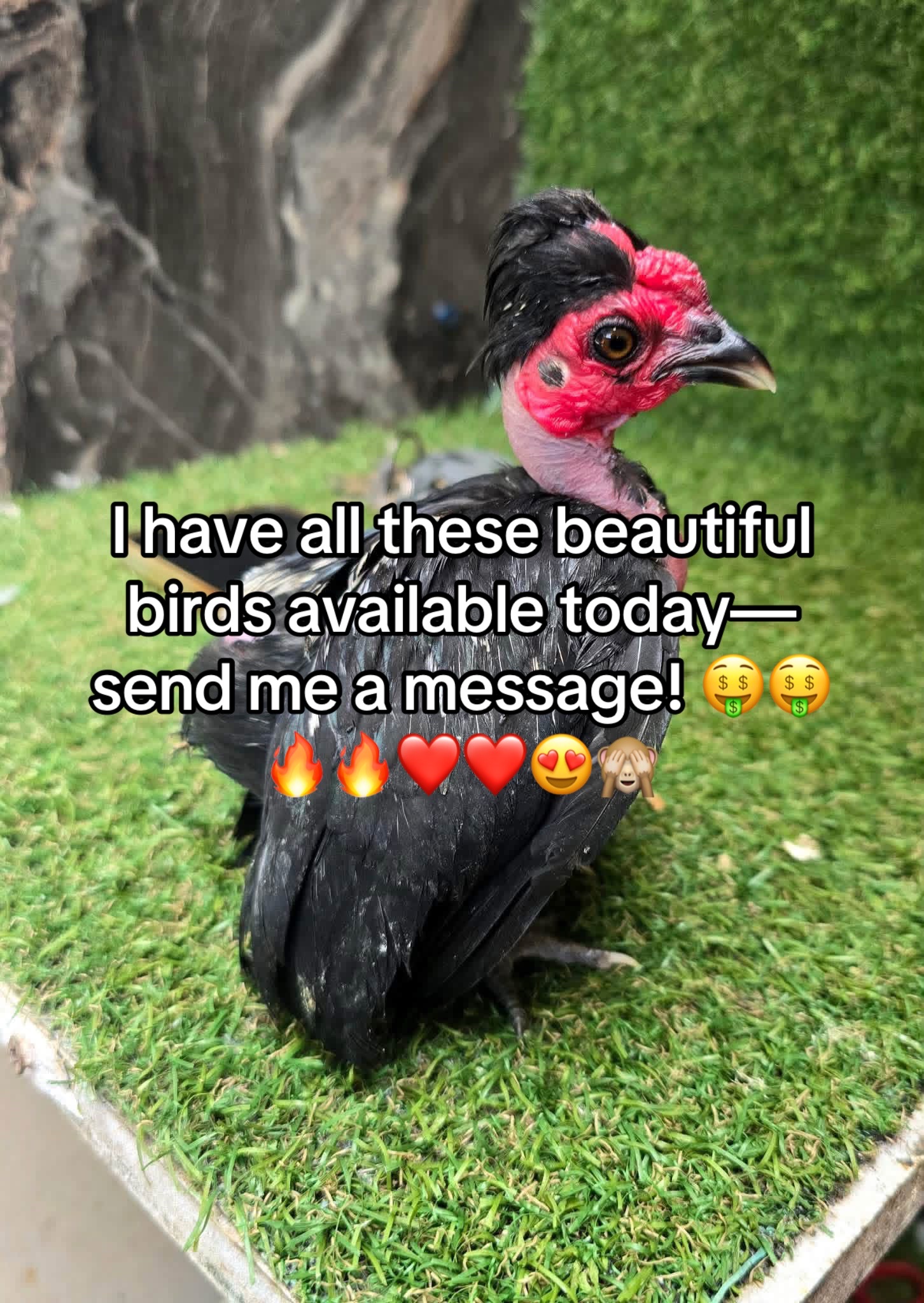 @Matthew’s Feathered Farm