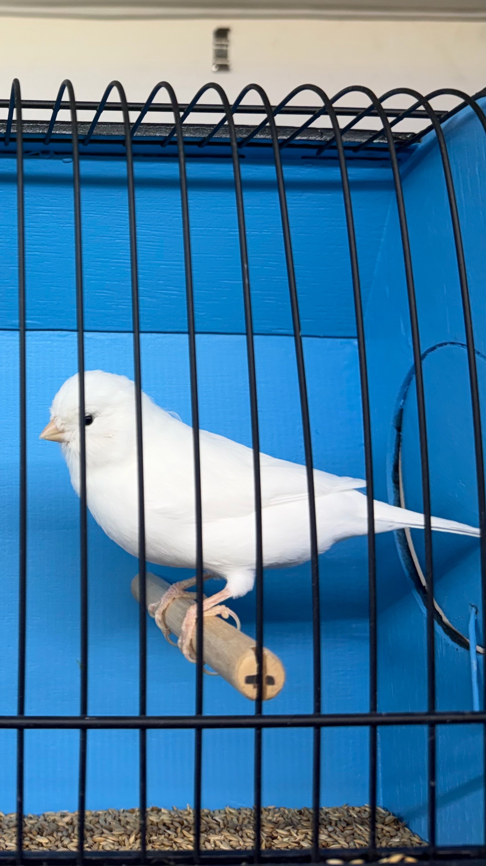 @AviarioUreña