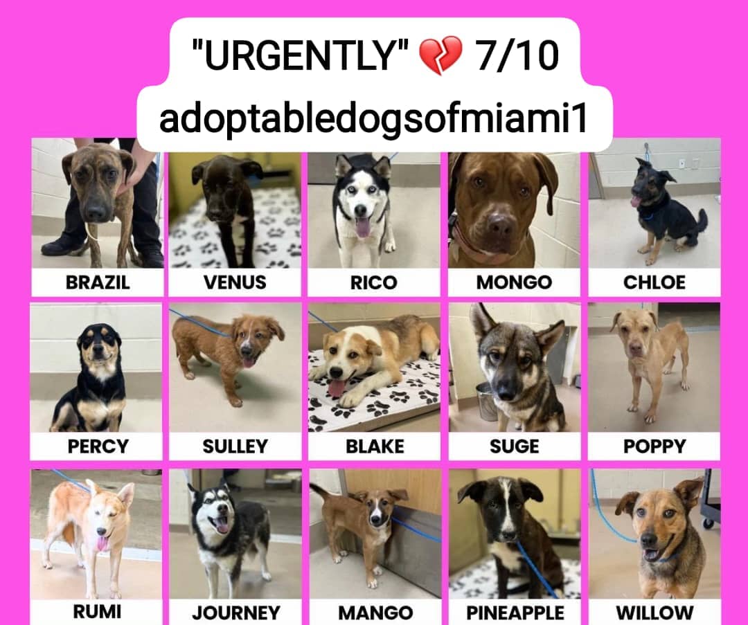 @adoptabledogsofmiami