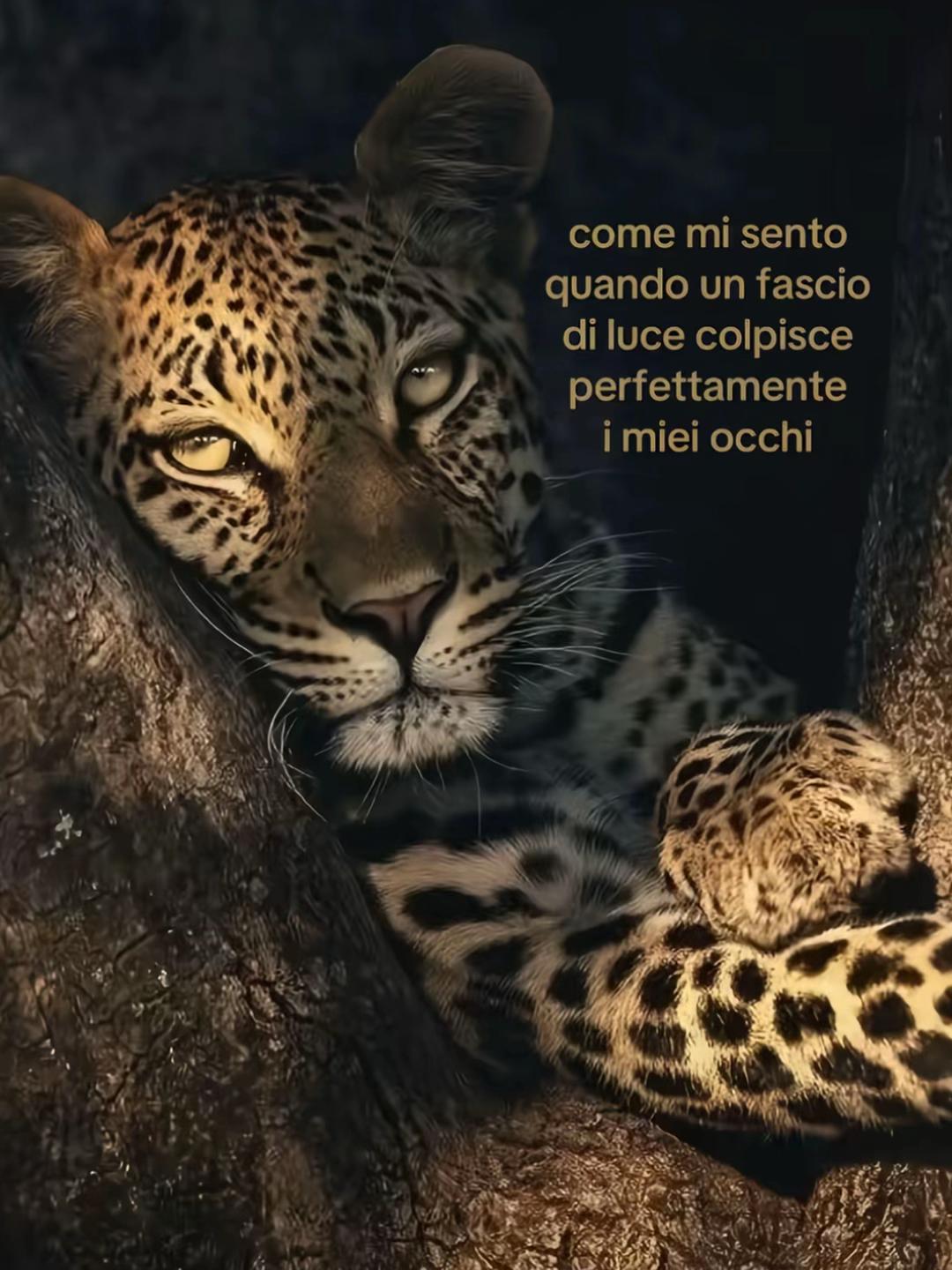 @🌙