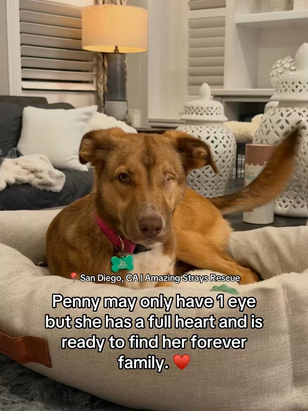 @Adopt a Pet