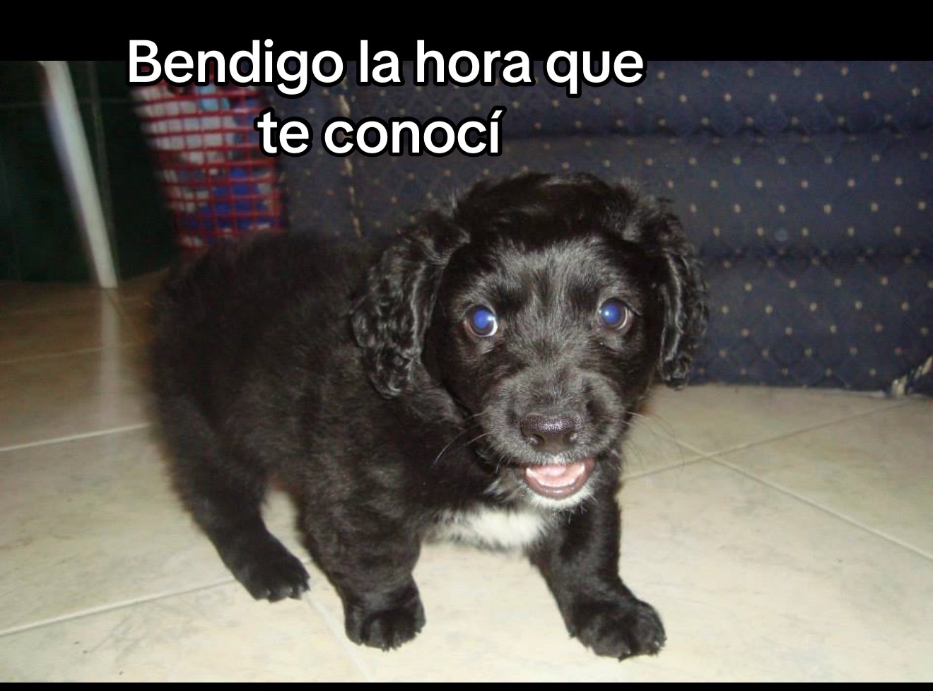 @❤️🐕🦺🐩🦮🐈⬛❤️Pet lover 🥰