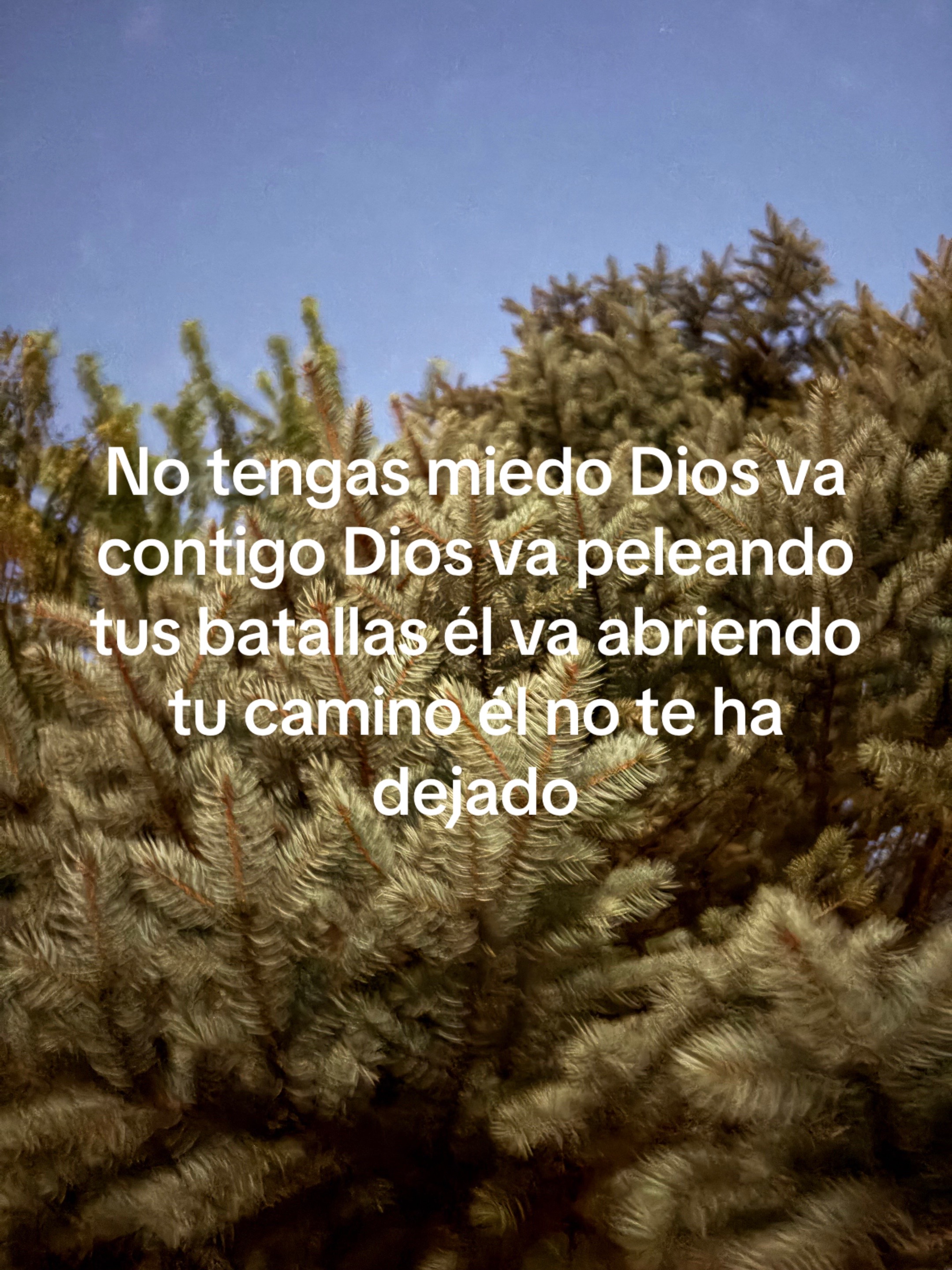 @Araceli vences
