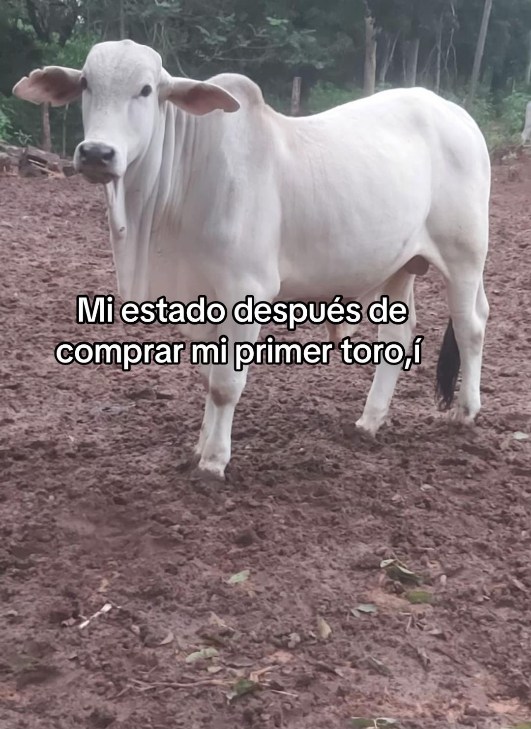 @sofybaez65