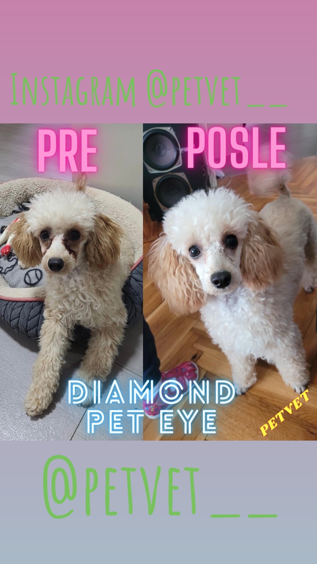 @Petvet