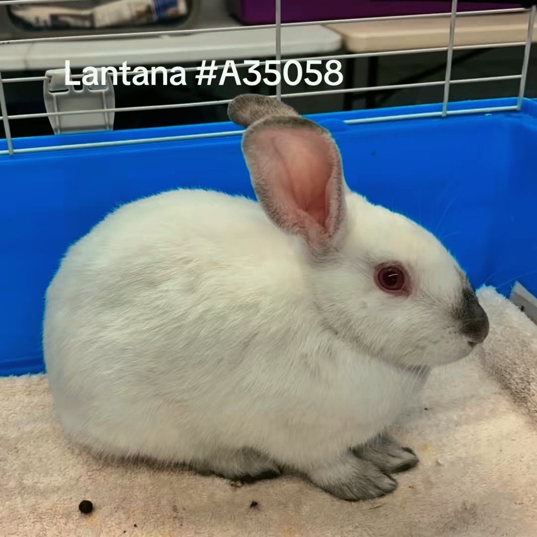 @Bunniesofeastvalley