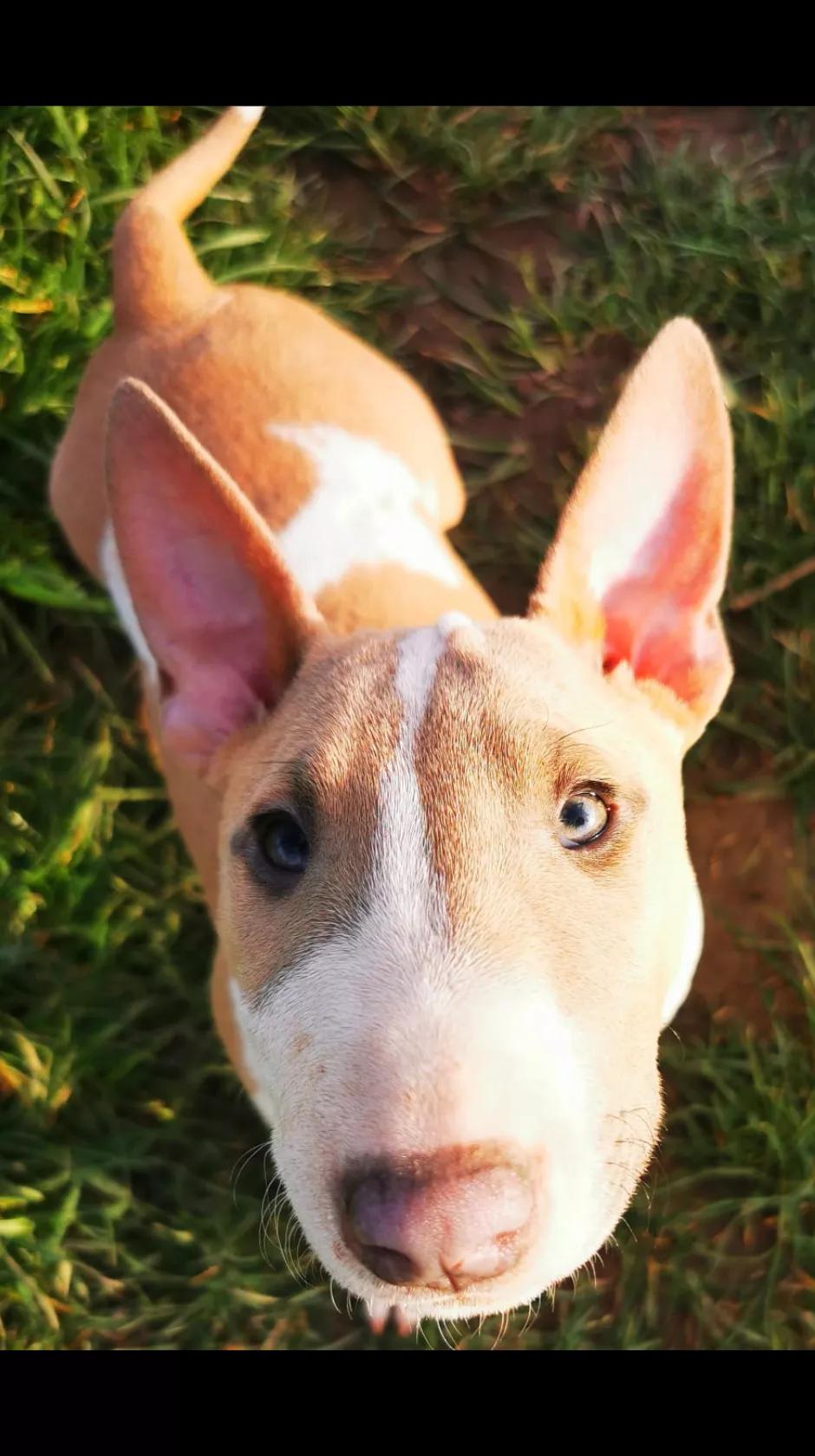 @Mini Bull Terriers from Hell