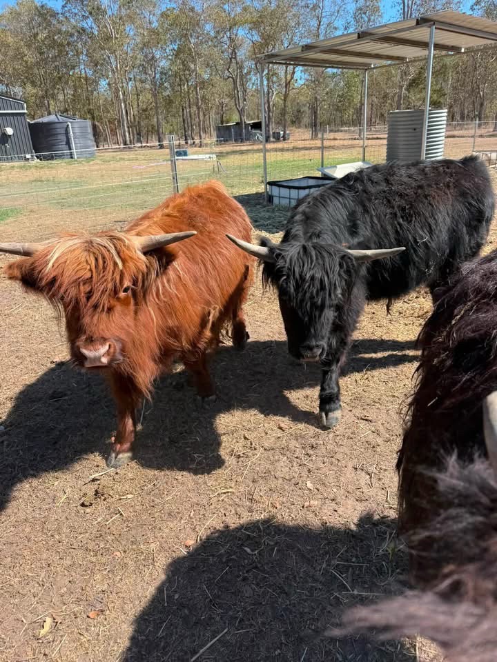 @landycows3