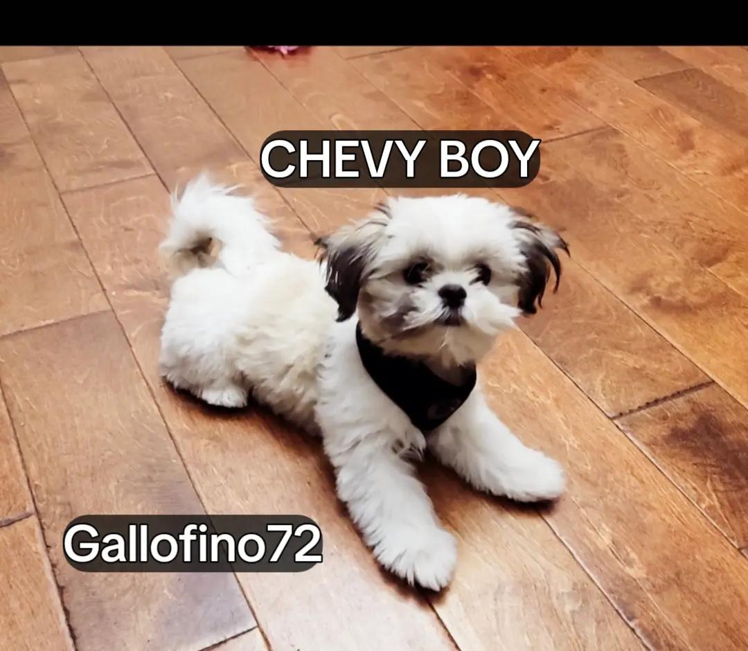 @ElGalloFino
