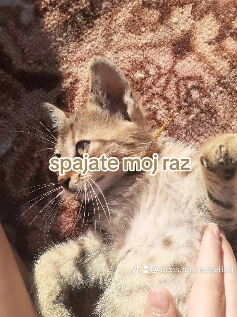@s🅰️jr🅰️
