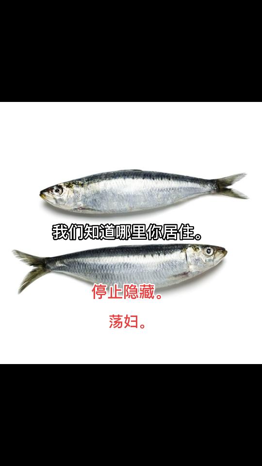 @꧁𝙼𝙴𝙶꧂