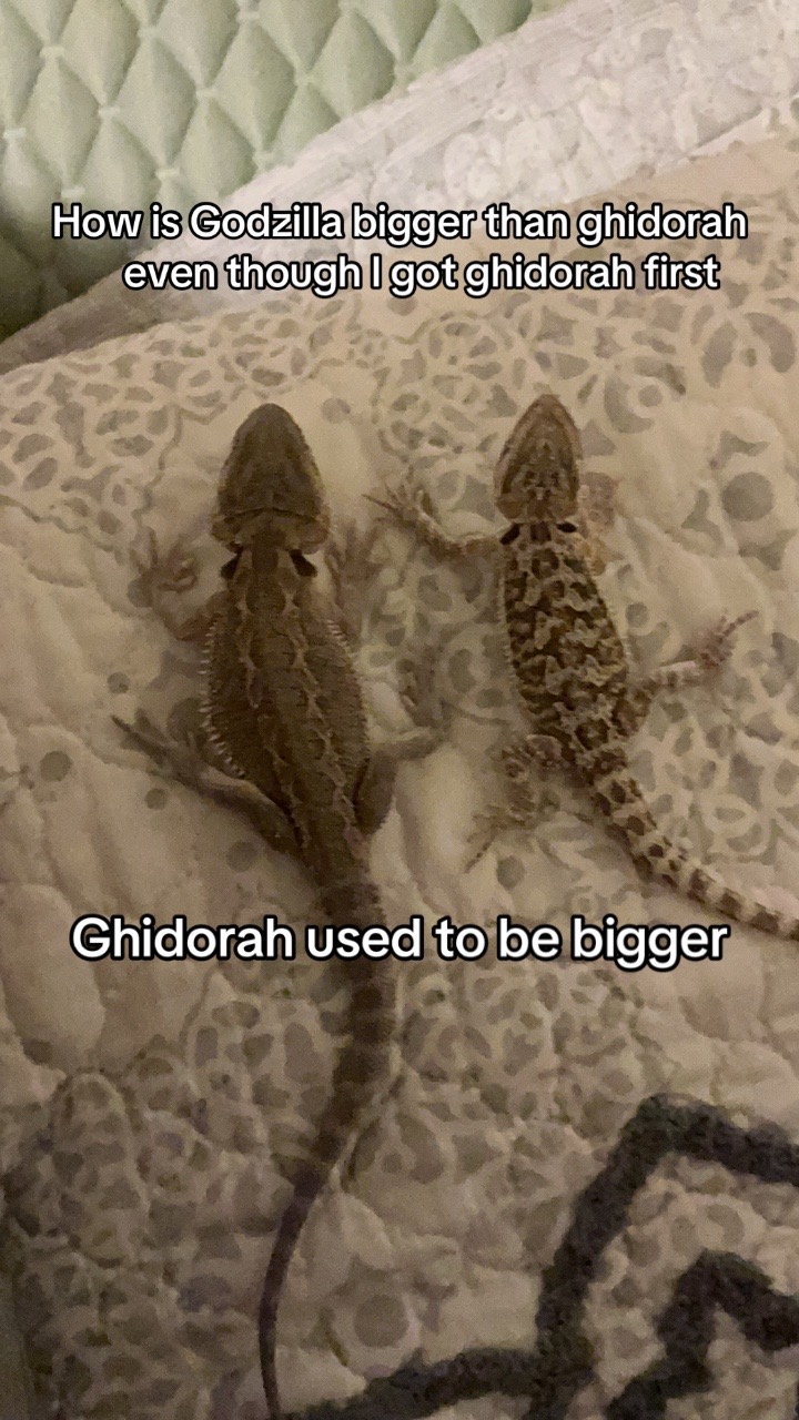 @iluvmybeardies