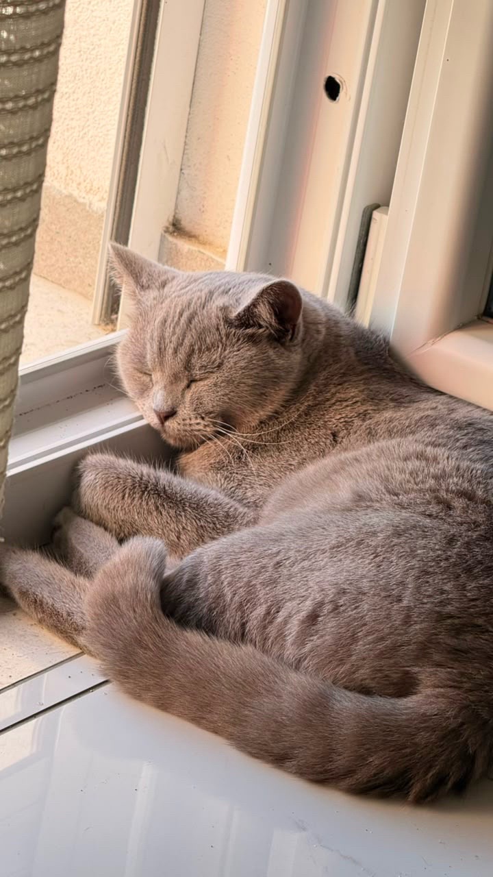 @matchaathecat