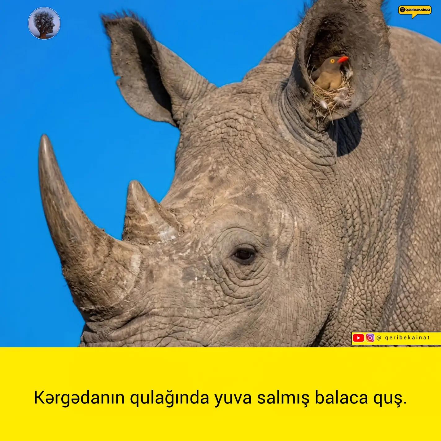 @qeribekainat