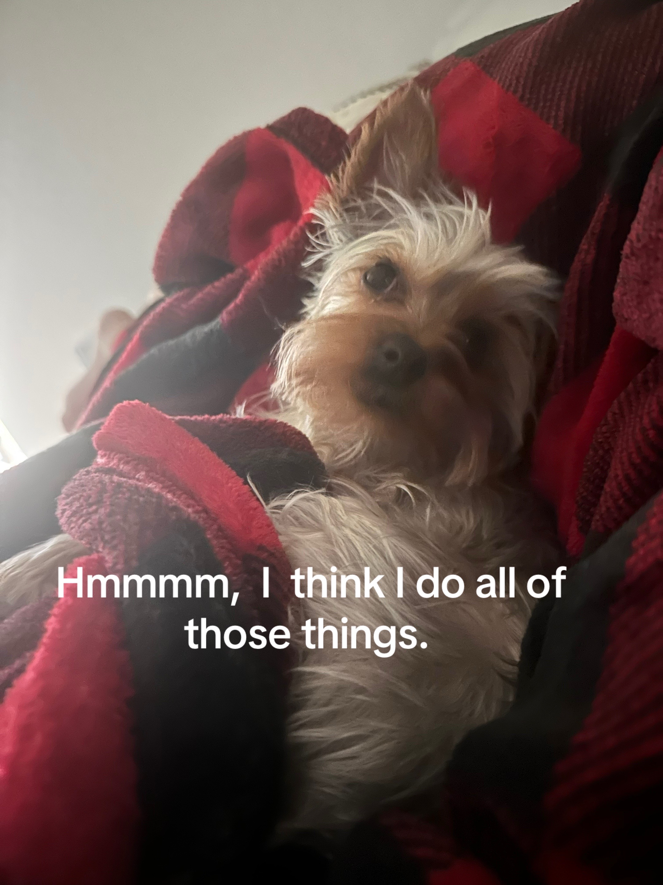 @Penny the Yorkie