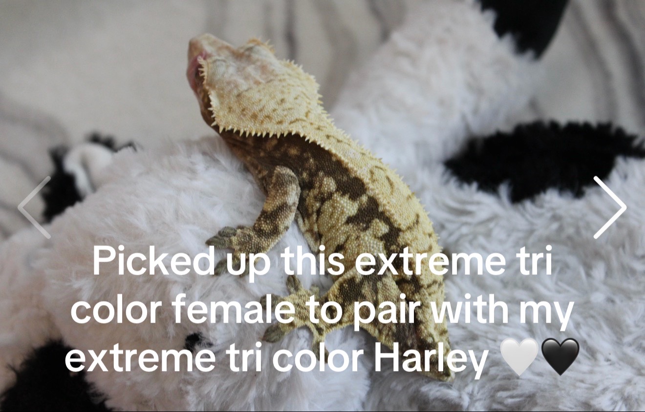 @𝓣𝓻𝓮𝓷𝓽𝓸𝓷