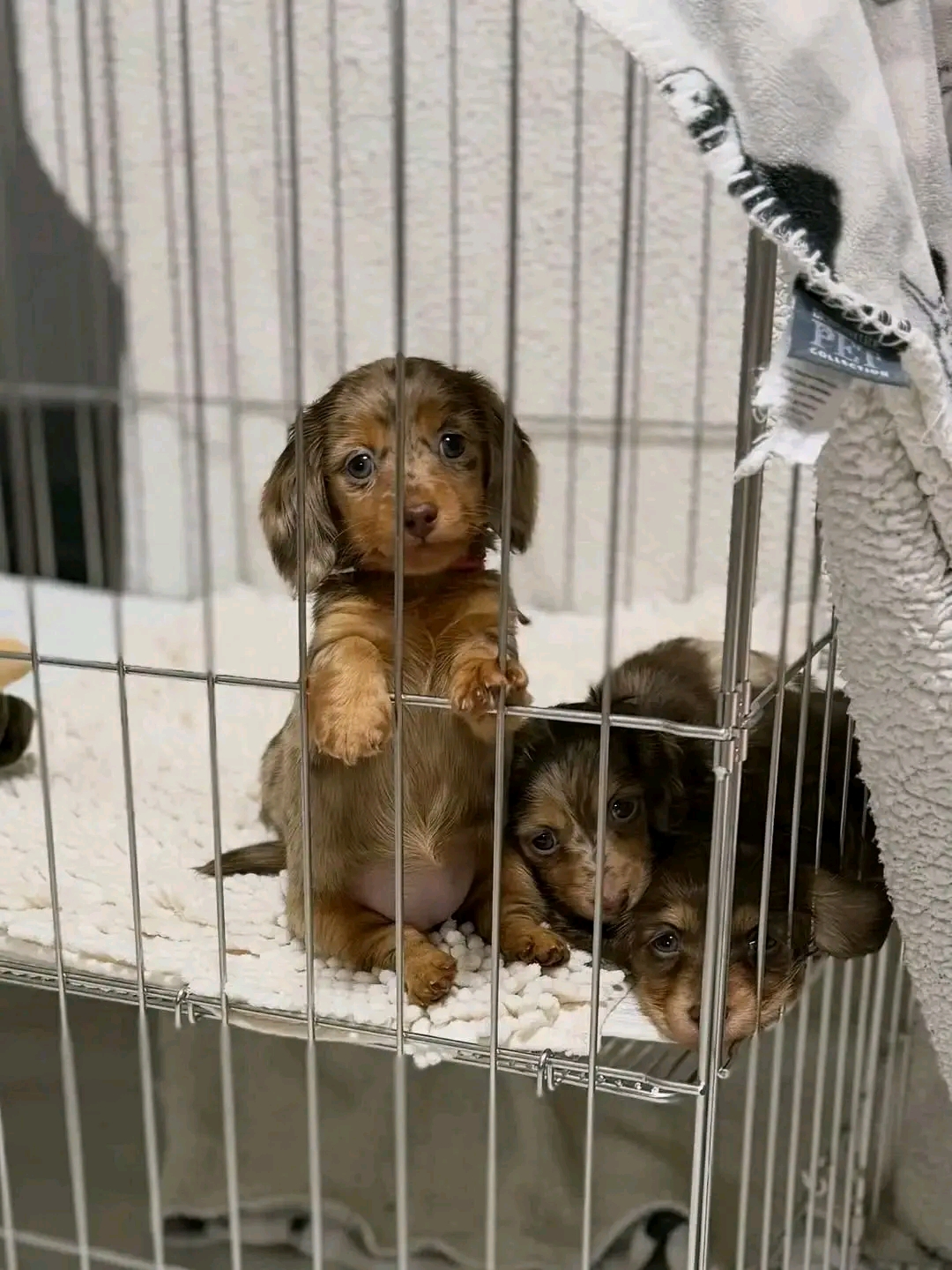 @Mini Dachshundhome