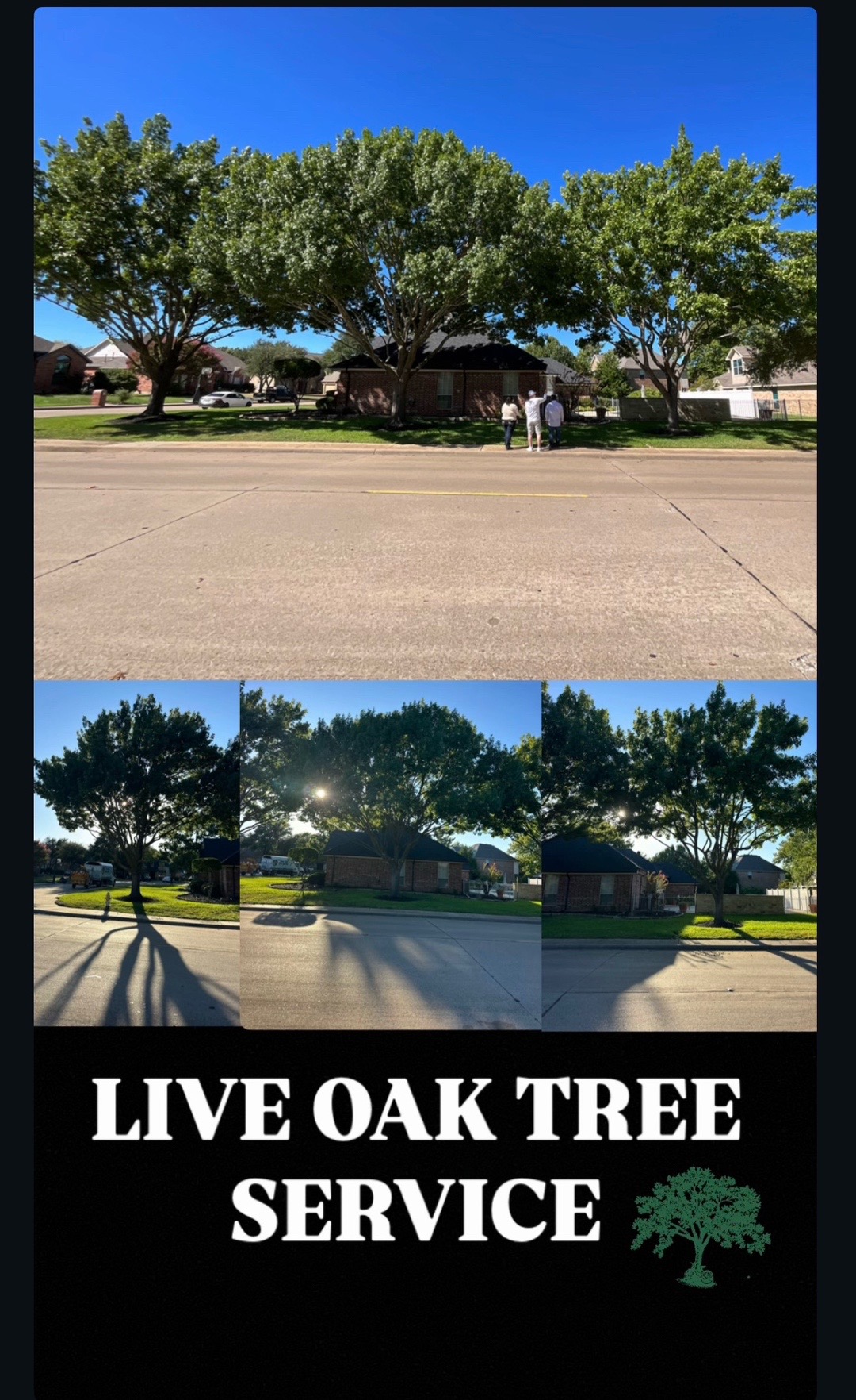 @Live Oak Tree Service