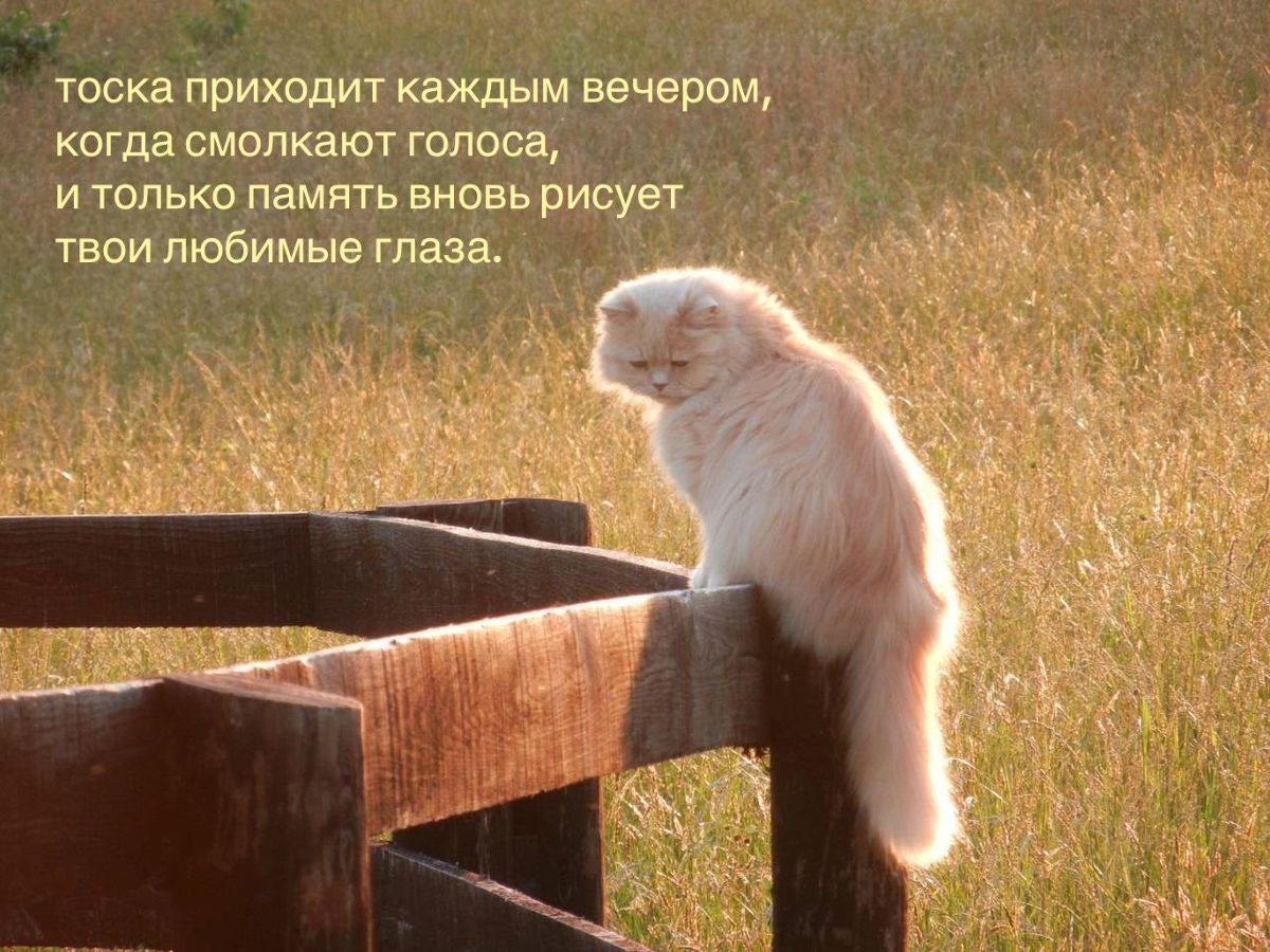 @𝗉𝖺𝗋𝖺𝗇𝗈𝗂𝖽 𝗌𝗁𝖺𝗆𝖾
