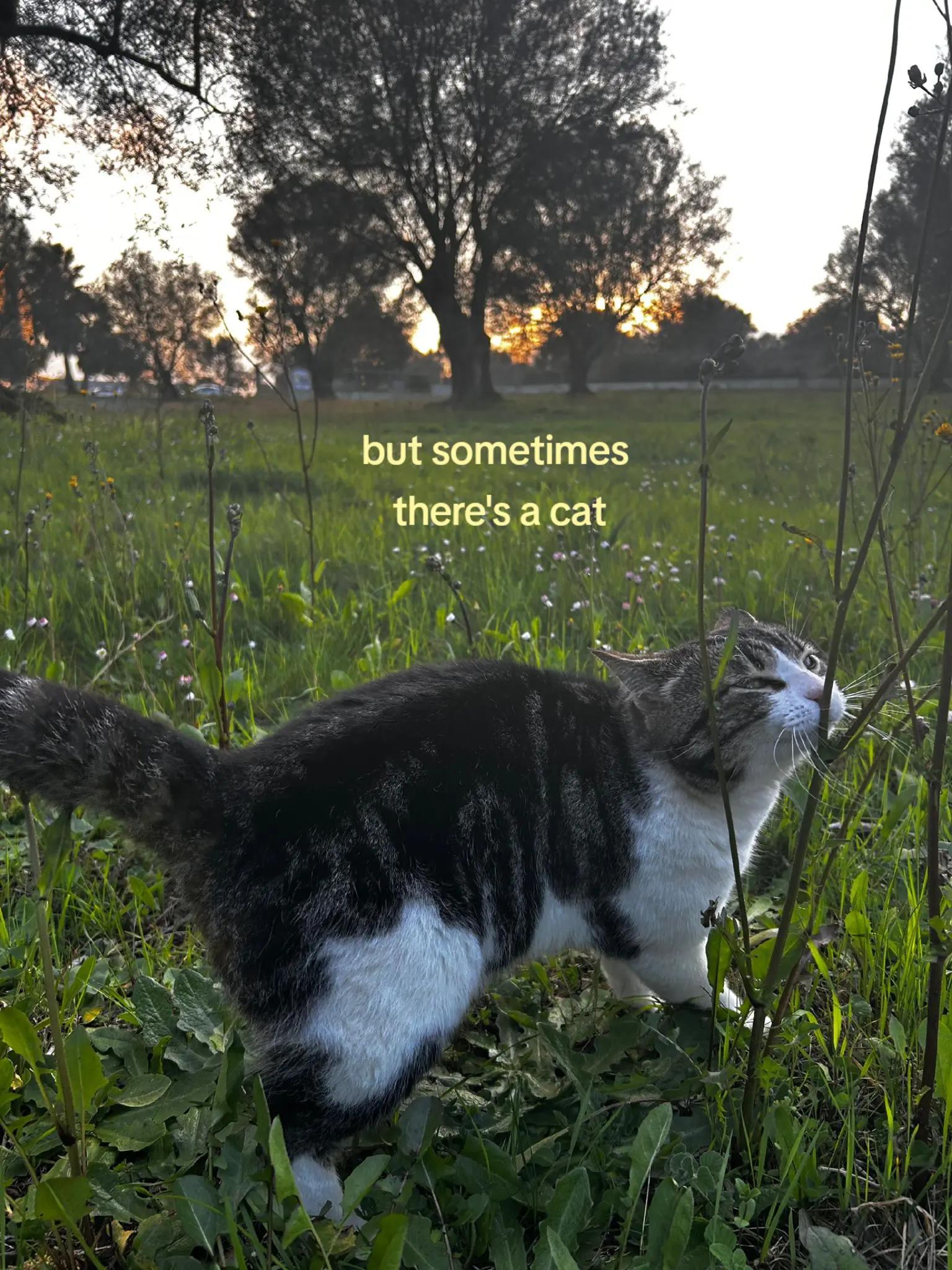 @elisa ͙⋆