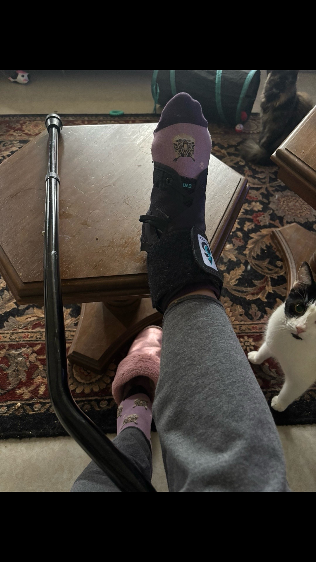 @catlover313official