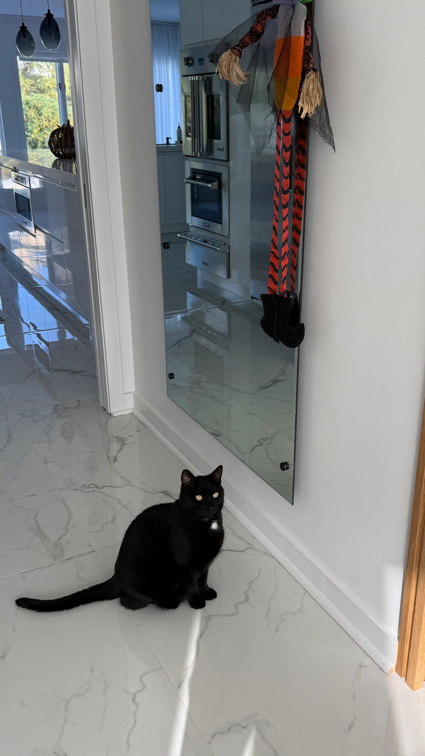 @Oscar Jeremy the cat!